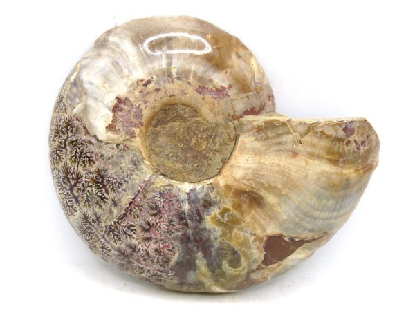 Madagascar Medium Cretaceous Cleoniceras Ammonite 185a | Fossils for Sale