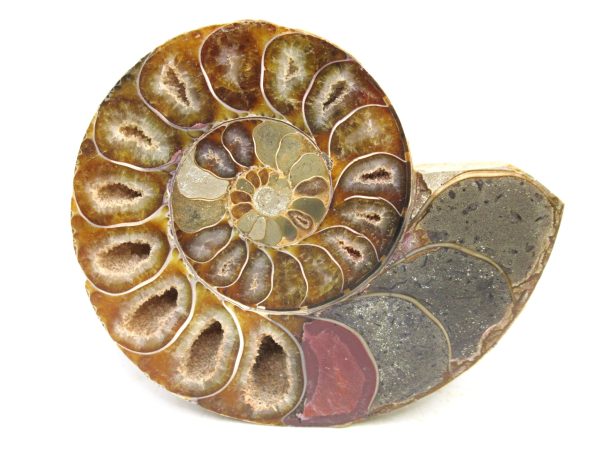 Madagascar Medium Cretaceous Cleoniceras Ammonite 185b | Fossils for Sale