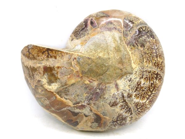 Madagascar Medium Cretaceous Cleoniceras Ammonite 185c | Fossils for Sale