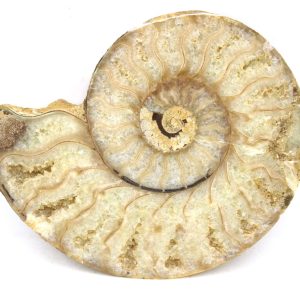 Madagascar Ammonite Pair Fossil for Sale Medium ~ 3.61" #186