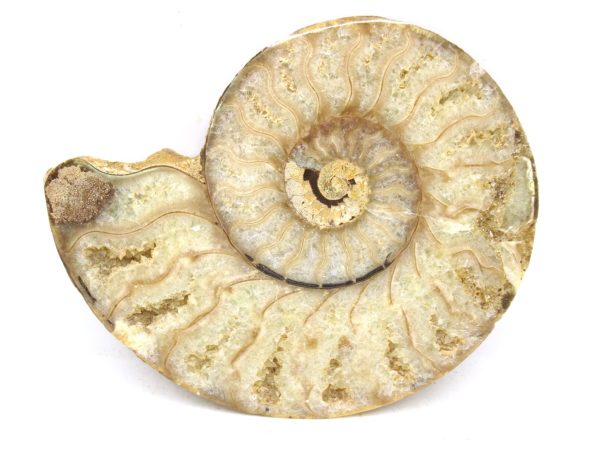 Madagascar Medium Cretaceous Cleoniceras Ammonite 186 | Fossils for Sale