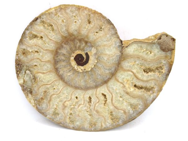 Madagascar Medium Cretaceous Cleoniceras Ammonite 186b | Fossils for Sale