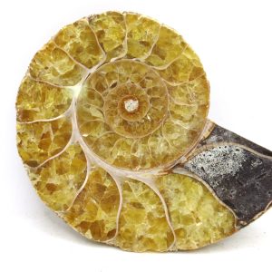 Madagascar Ammonite Pair Fossil for Sale Medium ~ 3.11" #187