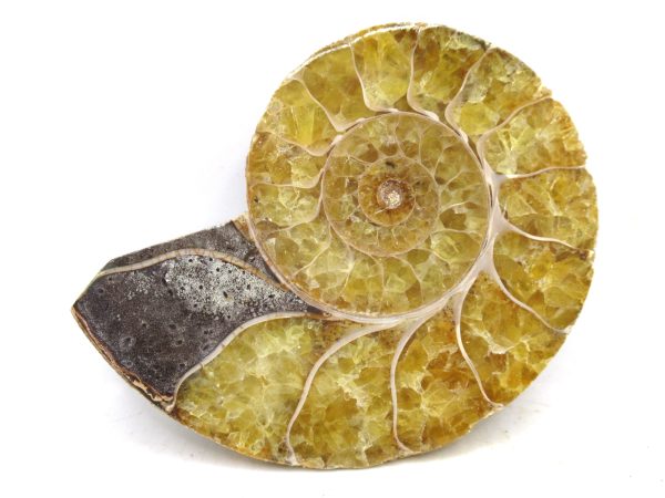 Madagascar Medium Cretaceous Cleoniceras Ammonite 187b | Fossils for Sale