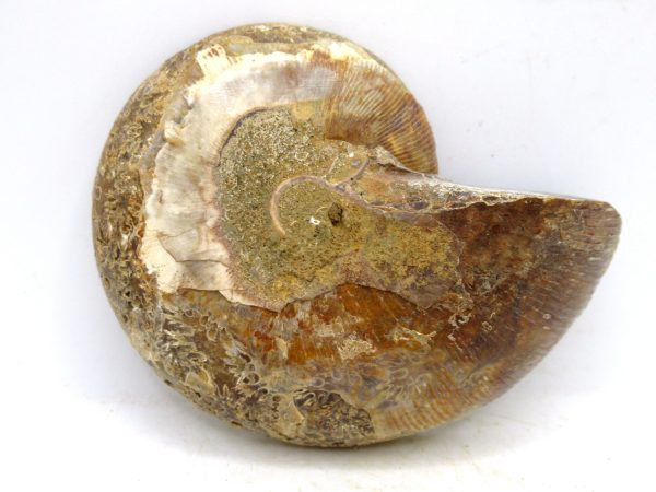 Madagascar Medium Cretaceous Cleoniceras Ammonite 187c | Fossils for Sale