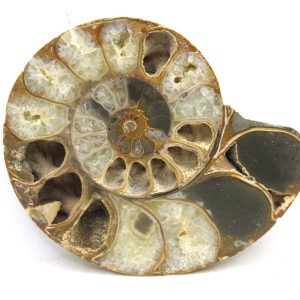 Madagascar Ammonite Pair Fossil for Sale Medium ~ 3.39" #188