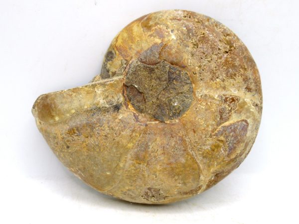 Madagascar Medium Cretaceous Cleoniceras Ammonite 188a | Fossils for Sale