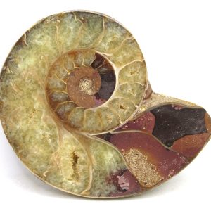 Madagascar Ammonite Pair Fossil for Sale Medium ~ 3.24" #189