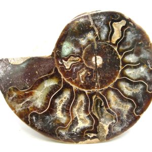 Madagascar Ammonite Pair Fossil for Sale Medium ~ 3.34" #190