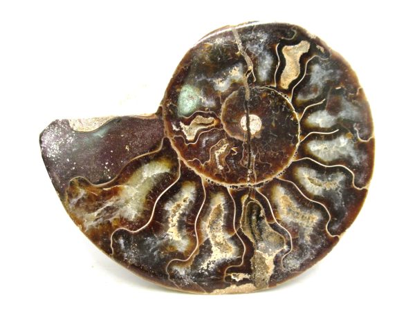 Madagascar Medium Cretaceous Cleoniceras Ammonite 190 | Fossils for Sale