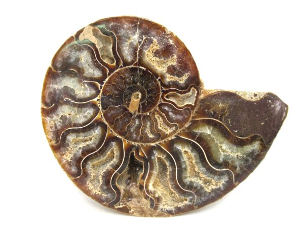 Madagascar Medium Cretaceous Cleoniceras Ammonite 190b | Fossils for Sale