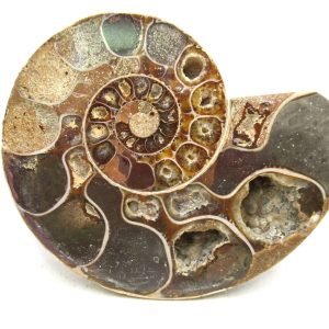 Madagascar Ammonite Pair Fossil for Sale Medium ~ 3.22" #191