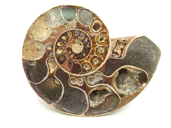 Madagascar Medium Cretaceous Cleoniceras Ammonite 191 | Fossils for Sale