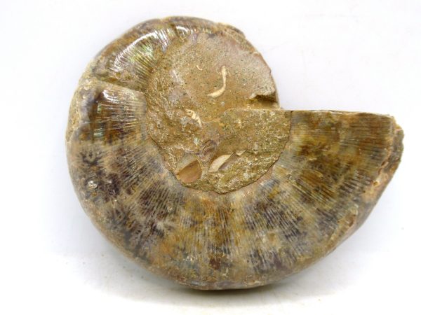 Madagascar Medium Cretaceous Cleoniceras Ammonite 191c | Fossils for Sale