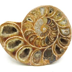Madagascar Ammonite Pair Fossil for Sale Medium ~ 3.33" #192