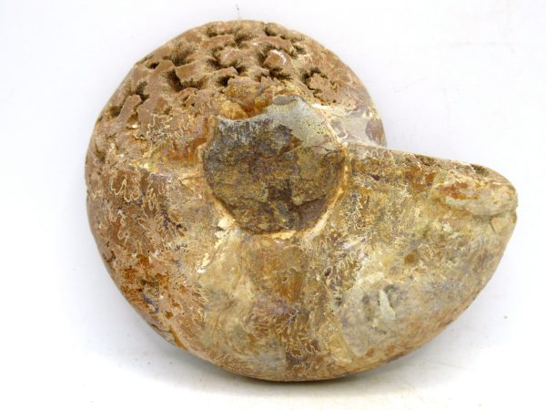 Madagascar Medium Cretaceous Cleoniceras Ammonite 192a | Fossils for Sale