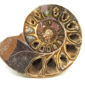 Madagascar Ammonite Pair Fossil for Sale Medium ~ 3.07" #193