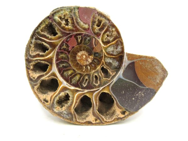 Madagascar Medium Cretaceous Cleoniceras Ammonite 193b | Fossils for Sale