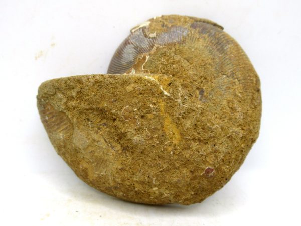 Madagascar Medium Cretaceous Cleoniceras Ammonite 193c | Fossils for Sale