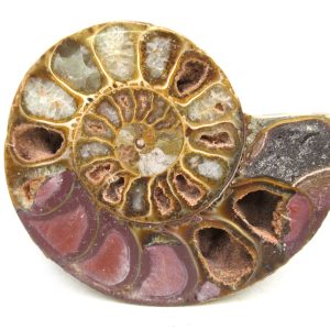 Madagascar Ammonite Pair Fossil for Sale Medium ~ 3.28" #194