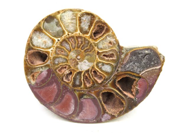 Madagascar Medium Cretaceous Cleoniceras Ammonite 194 | Fossils for Sale