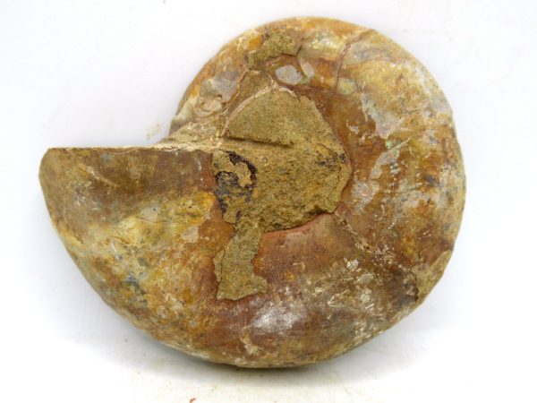 Madagascar Medium Cretaceous Cleoniceras Ammonite 194a | Fossils for Sale