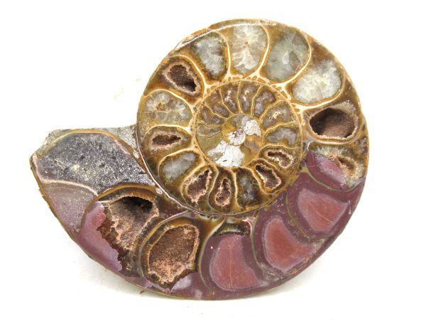 Madagascar Medium Cretaceous Cleoniceras Ammonite 194b | Fossils for Sale