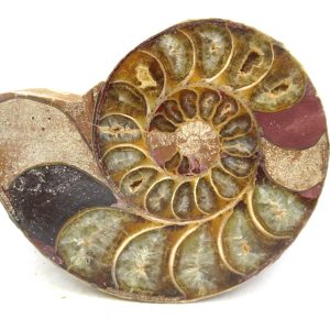 Madagascar Ammonite Pair Fossil for Sale Medium ~ 3.41" #195