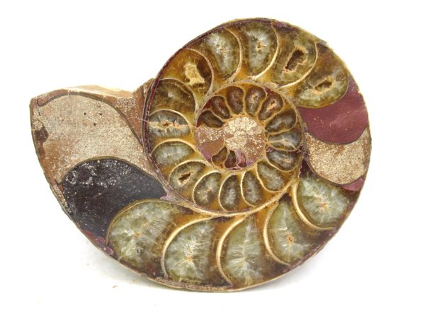 Madagascar Medium Cretaceous Cleoniceras Ammonite 195 | Fossils for Sale