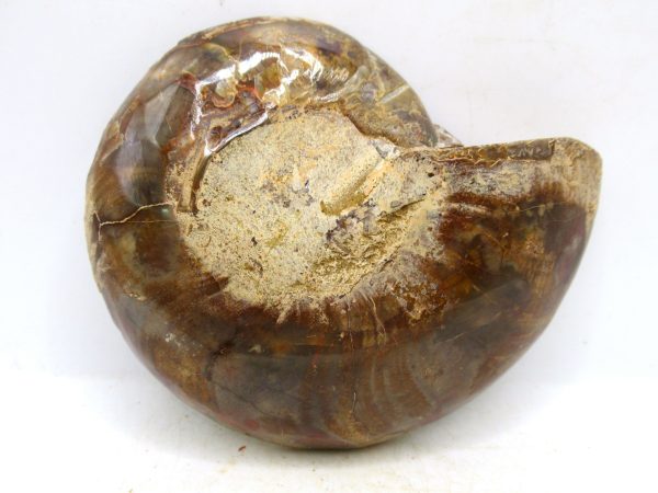 Madagascar Medium Cretaceous Cleoniceras Ammonite 195a | Fossils for Sale