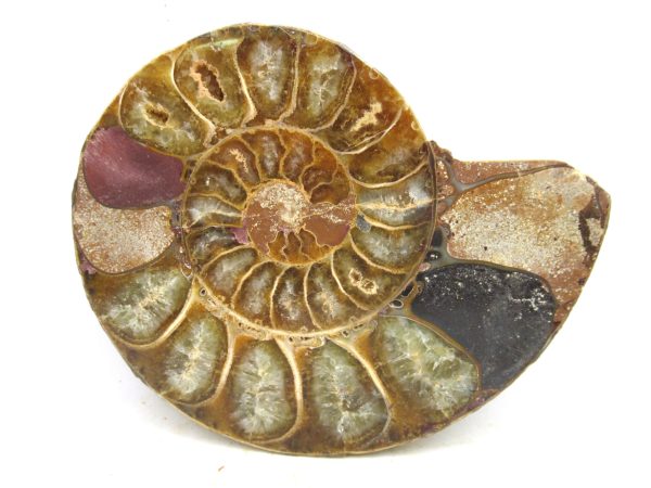 Madagascar Medium Cretaceous Cleoniceras Ammonite 195b | Fossils for Sale