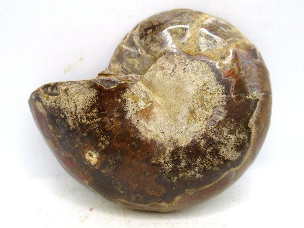 Madagascar Medium Cretaceous Cleoniceras Ammonite 195c | Fossils for Sale