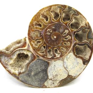 Madagascar Ammonite Pair Fossil for Sale Medium ~ 3.52" #196