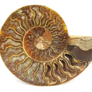 Madagascar Ammonite Pair Fossil for Sale Medium ~ 3.63" #197