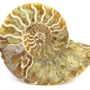 Madagascar Ammonite Pair Fossil for Sale Medium ~ 3.74" #198