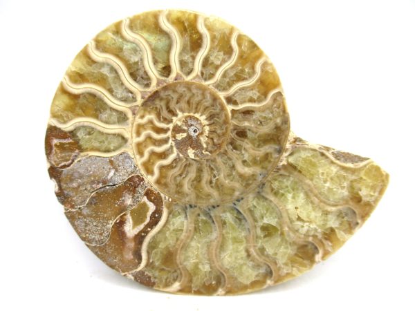 Madagascar Medium Cretaceous Cleoniceras Ammonite 198 | Fossils for Sale