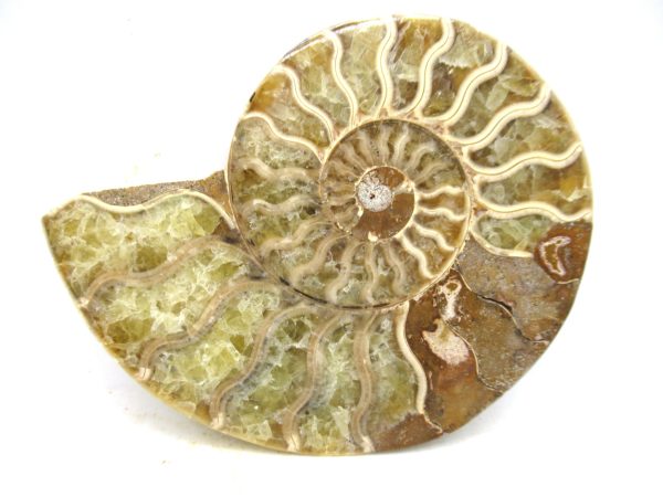 Madagascar Medium Cretaceous Cleoniceras Ammonite 198b | Fossils for Sale