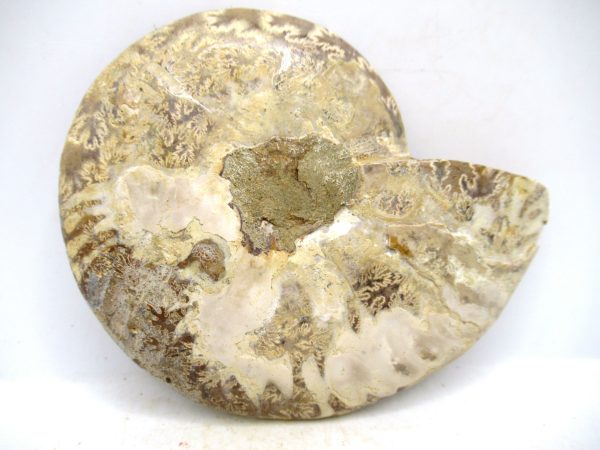 Madagascar Medium Cretaceous Cleoniceras Ammonite 198c | Fossils for Sale
