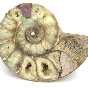 Madagascar Ammonite Pair Fossil for Sale Medium ~ 3.47" #199