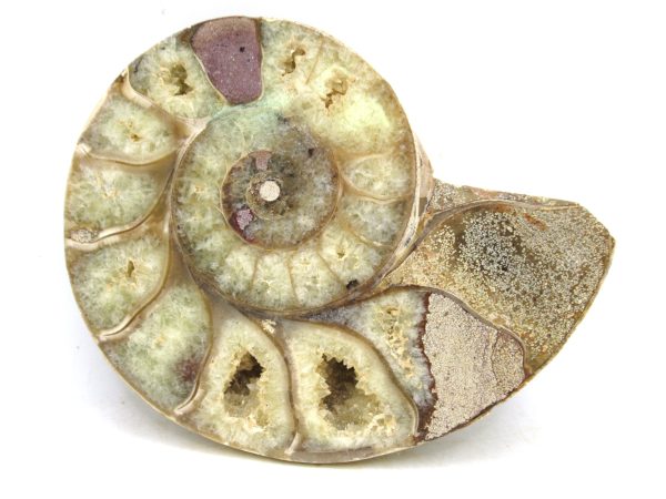 Madagascar Medium Cretaceous Cleoniceras Ammonite 199 | Fossils for Sale