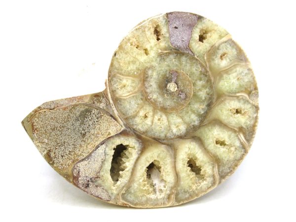 Madagascar Medium Cretaceous Cleoniceras Ammonite 199b | Fossils for Sale