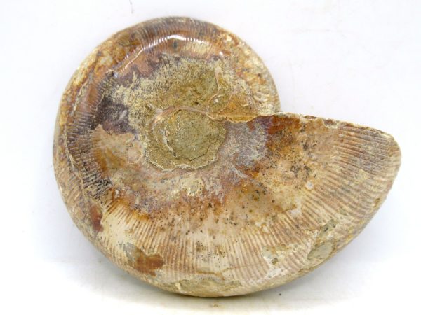 Madagascar Medium Cretaceous Cleoniceras Ammonite 199c | Fossils for Sale
