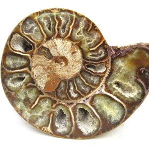 Madagascar Ammonite Pair Fossil for Sale Medium ~ 3.30" #200