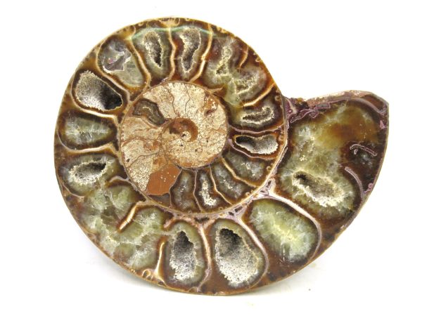 Madagascar Medium Cretaceous Cleoniceras Ammonite 200 | Fossils for Sale