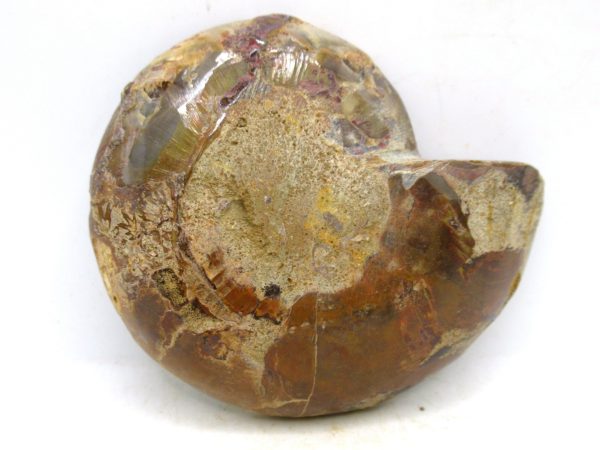 Madagascar Medium Cretaceous Cleoniceras Ammonite 200c | Fossils for Sale