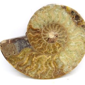 Madagascar Ammonite Pair Fossil for Sale Medium ~ 3.78" #201