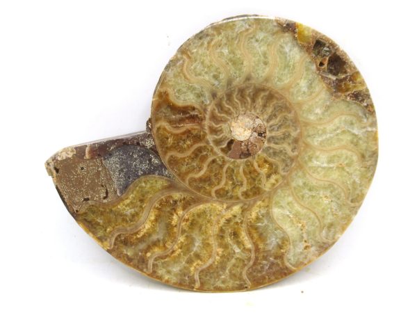 Madagascar Medium Cretaceous Cleoniceras Ammonite 201 | Fossils for Sale