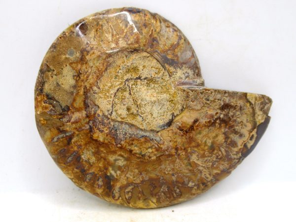 Madagascar Medium Cretaceous Cleoniceras Ammonite 201a | Fossils for Sale