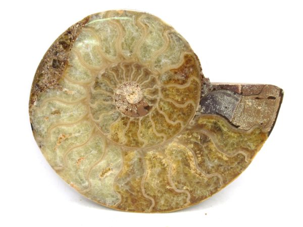 Madagascar Medium Cretaceous Cleoniceras Ammonite 201b | Fossils for Sale