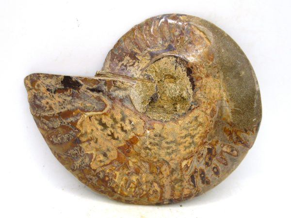 Madagascar Medium Cretaceous Cleoniceras Ammonite 201c | Fossils for Sale